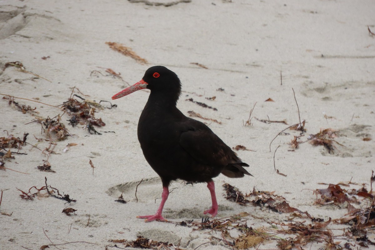Ostrero Negro Australiano - ML646424784