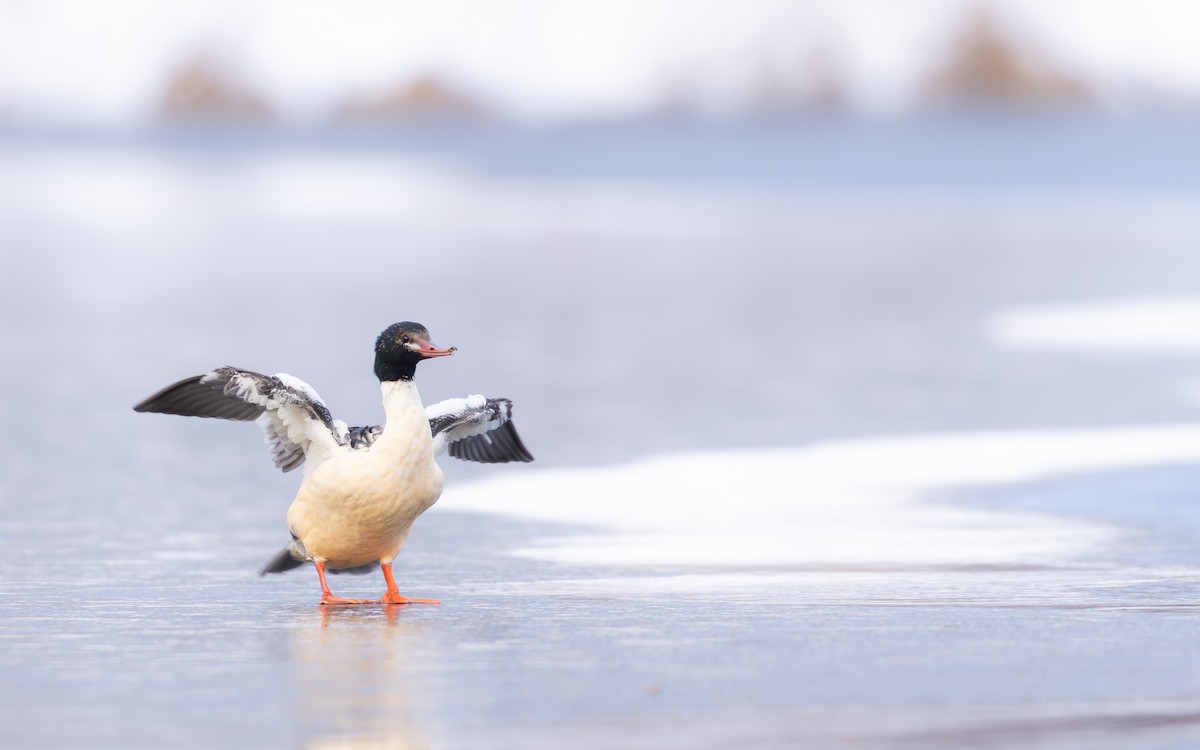 Common Merganser - ML646424785