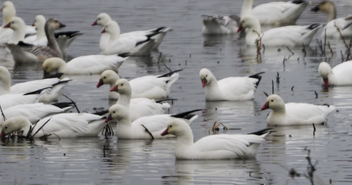 Ross's Goose - ML646424786