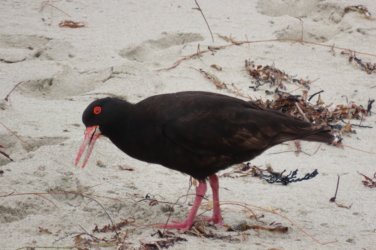 Sooty Oystercatcher - ML646424787