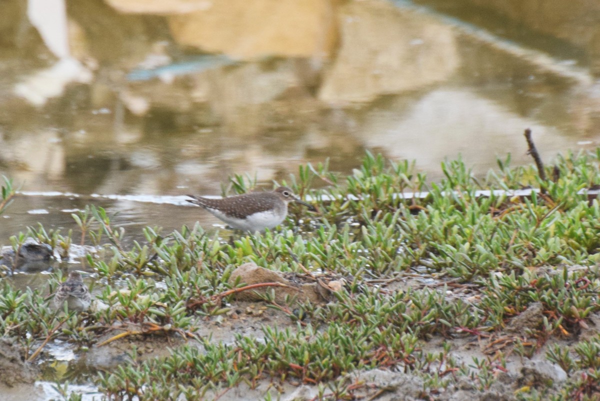 Solitary Sandpiper - ML646424788