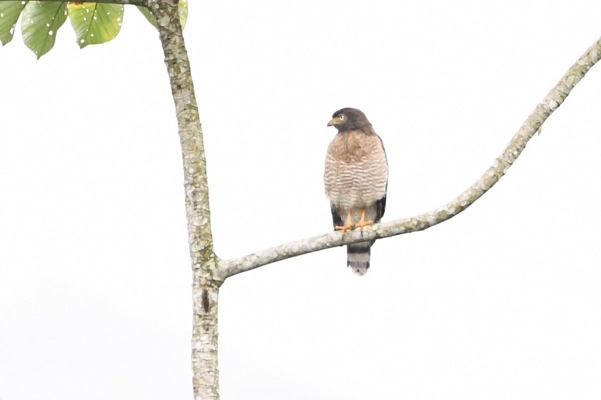 Roadside Hawk - ML646424789