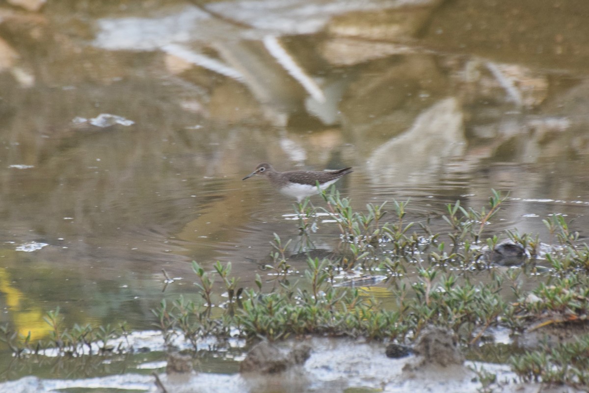 Solitary Sandpiper - ML646424790