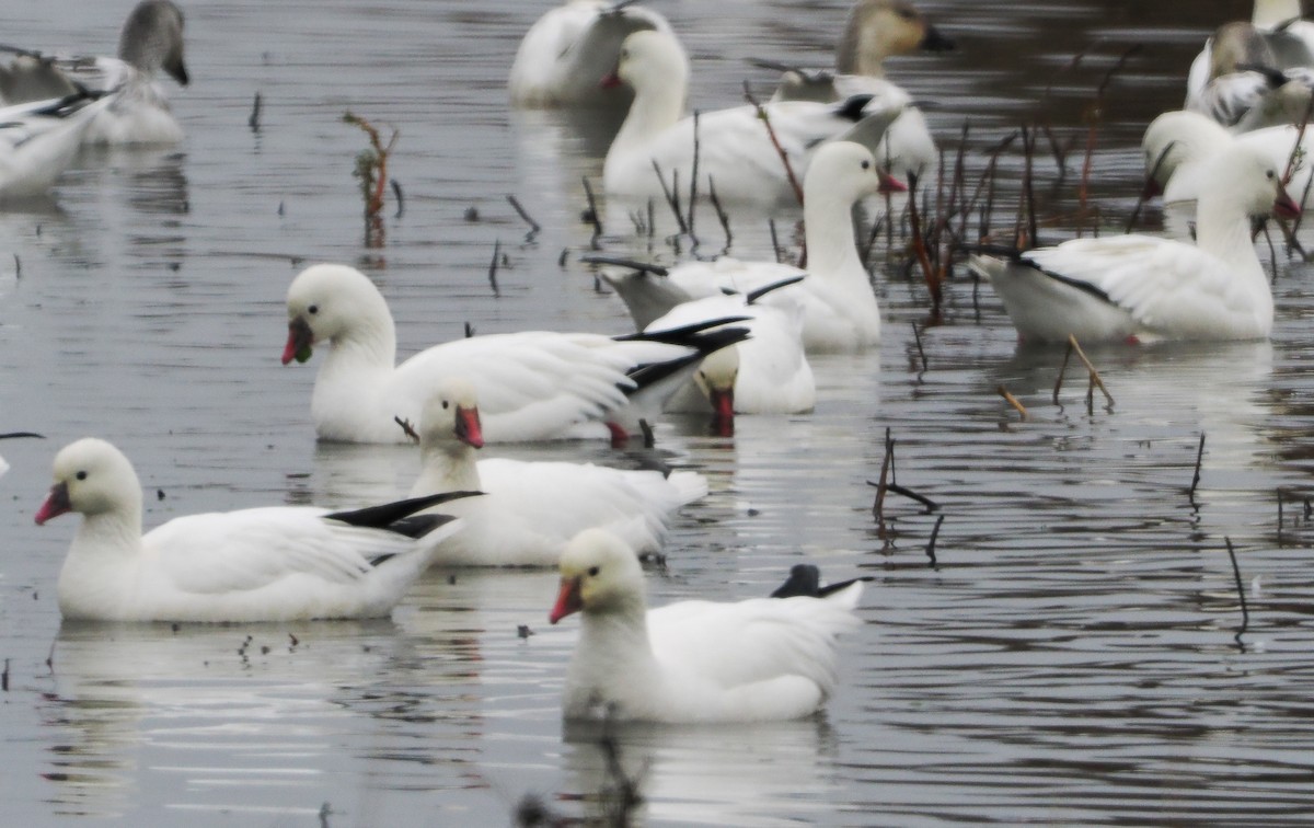 Ross's Goose - ML646424791
