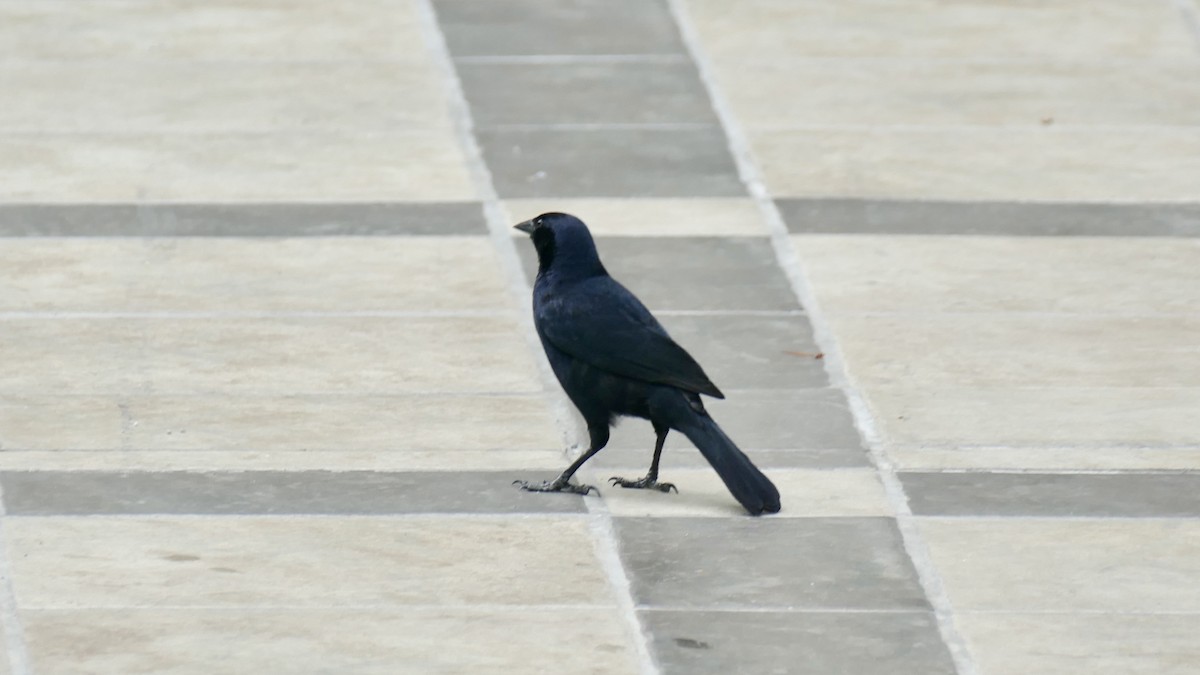 Scrub Blackbird - ML646424792