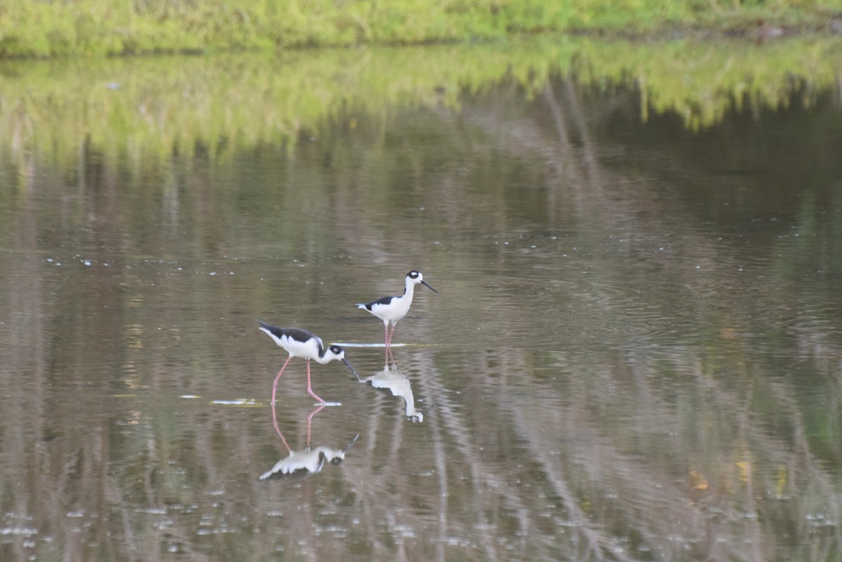 Black-necked Stilt - ML646424793