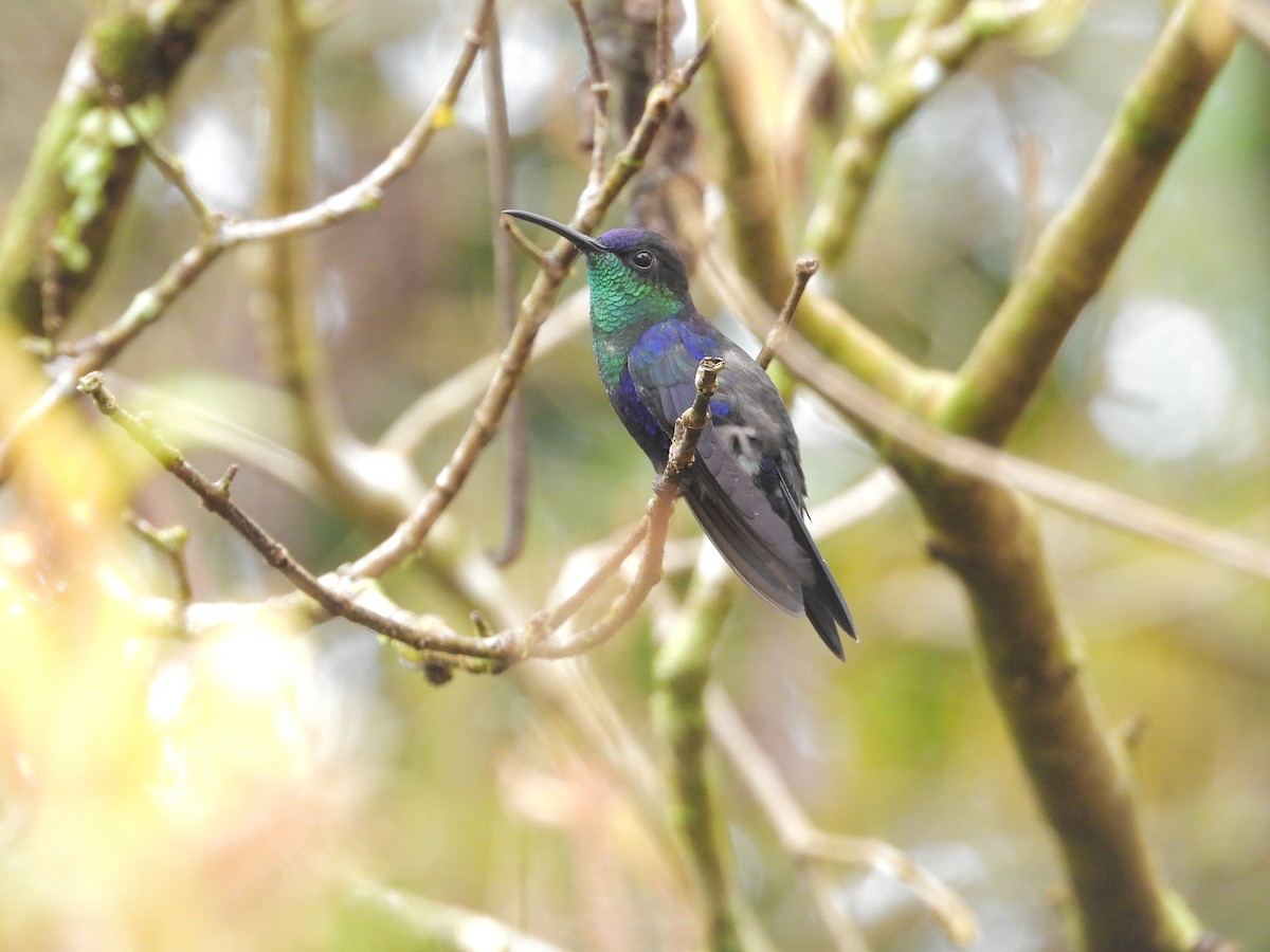 Crowned Woodnymph - ML646424794