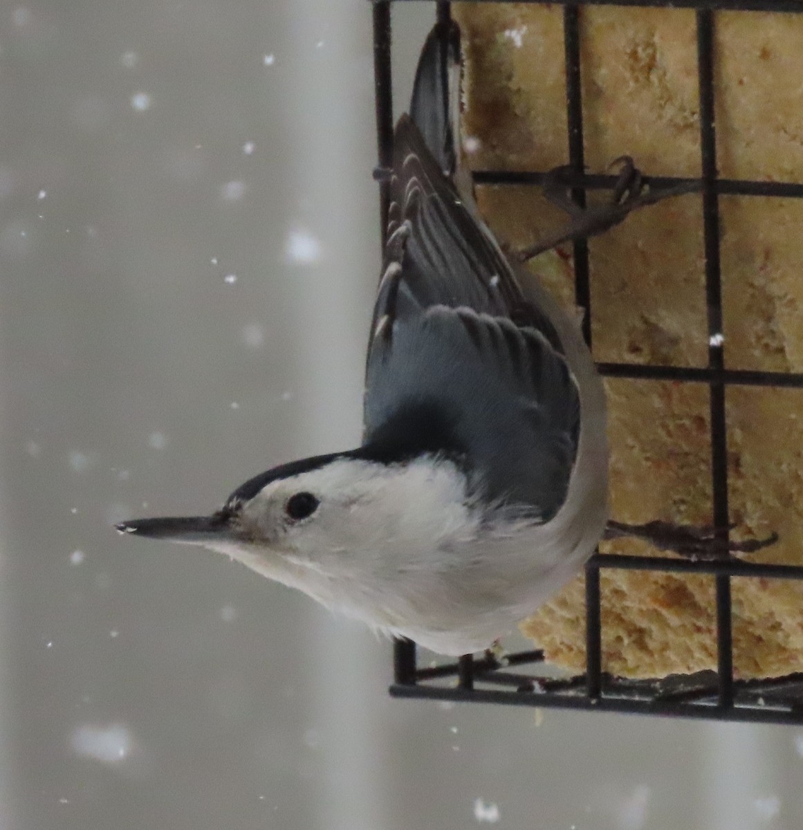 White-breasted Nuthatch - ML646424795
