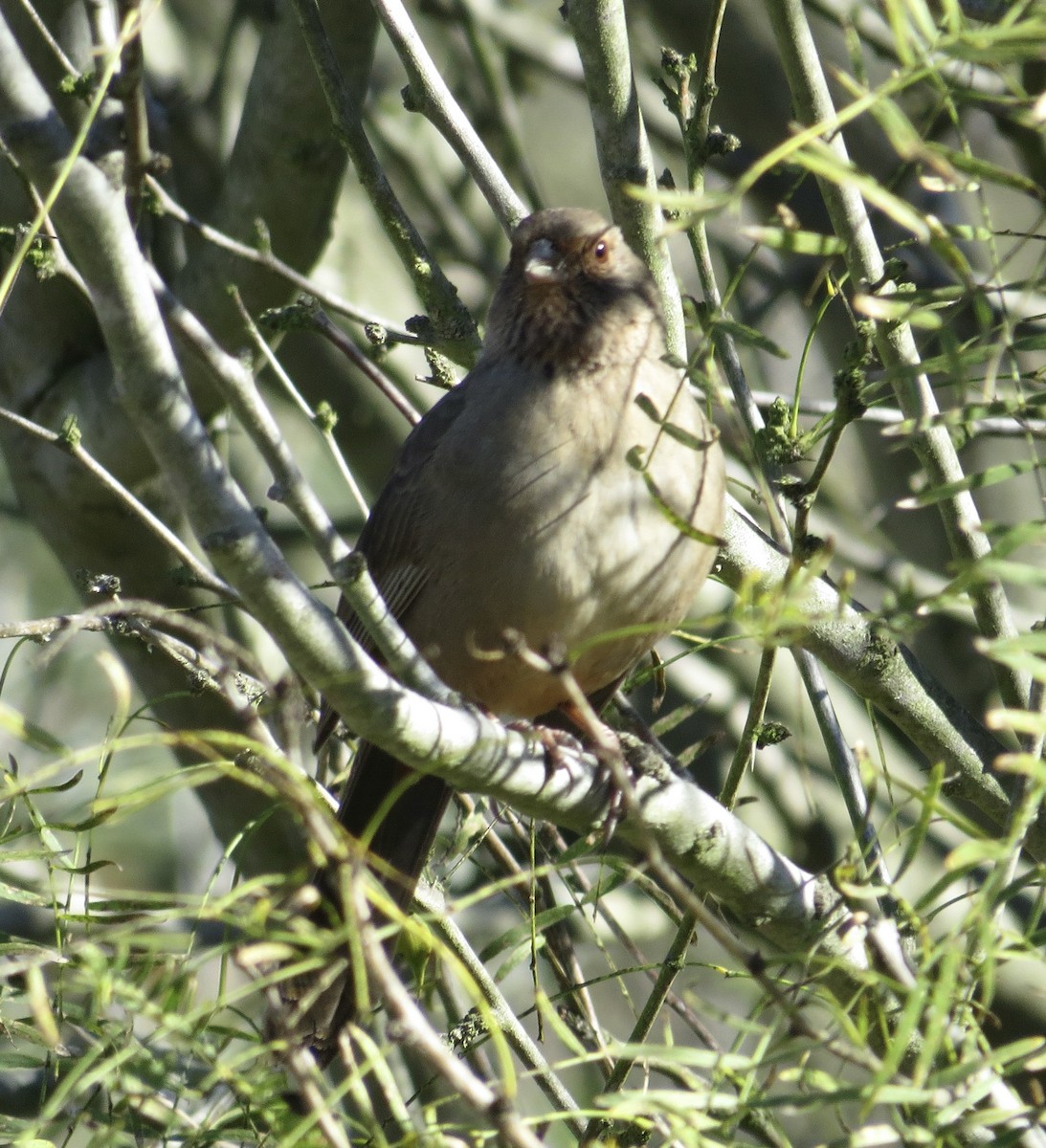 California Towhee - ML646424796