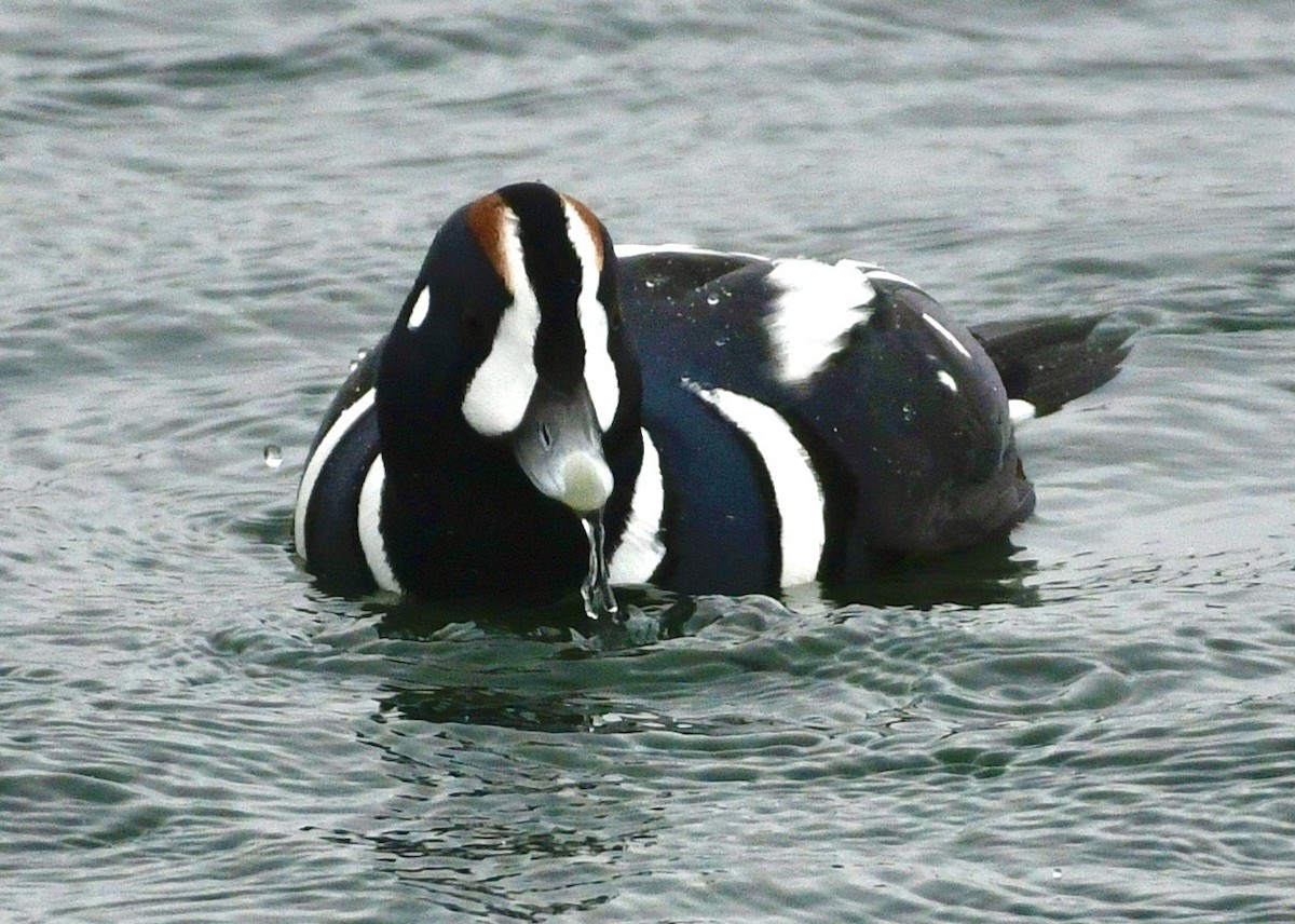 Harlequin Duck - ML646424797