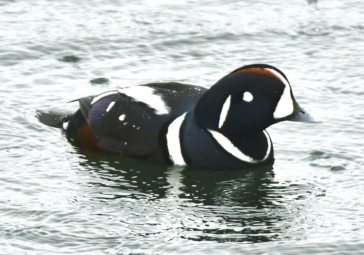 Harlequin Duck - ML646424798