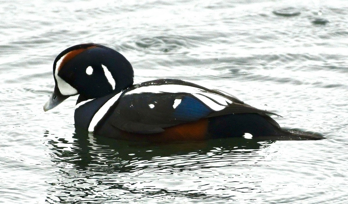 Harlequin Duck - ML646424799