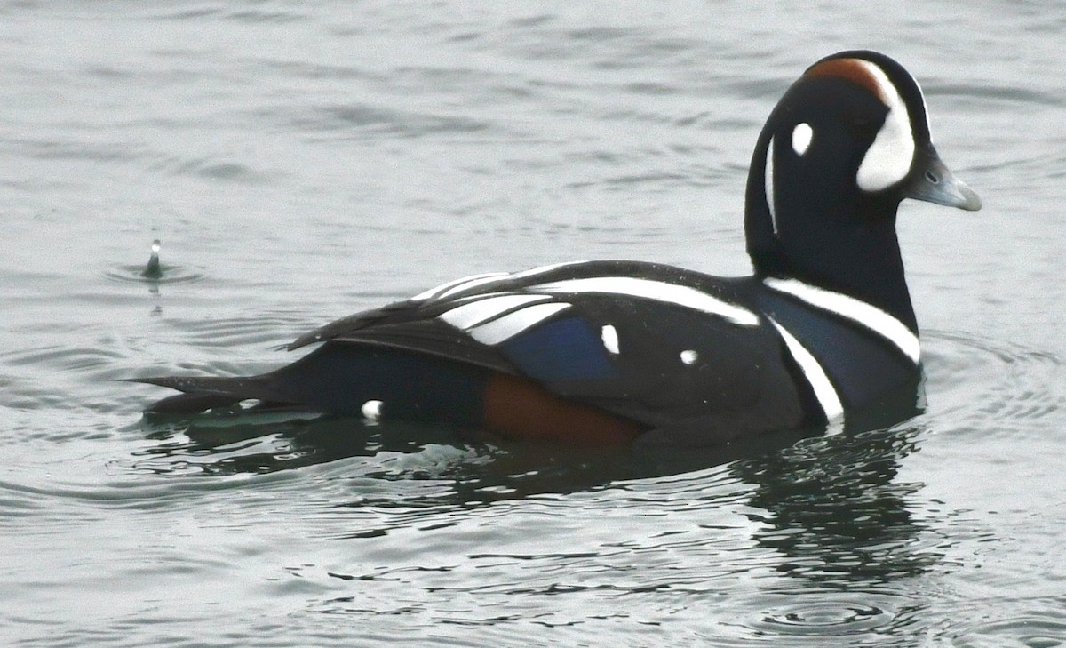 Harlequin Duck - ML646424800