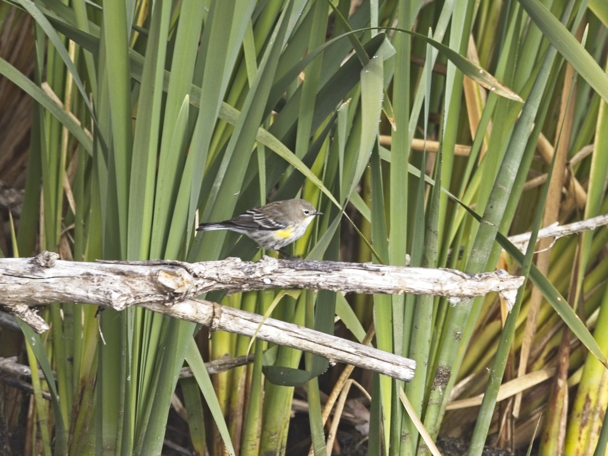 Yellow-rumped Warbler - ML646424802