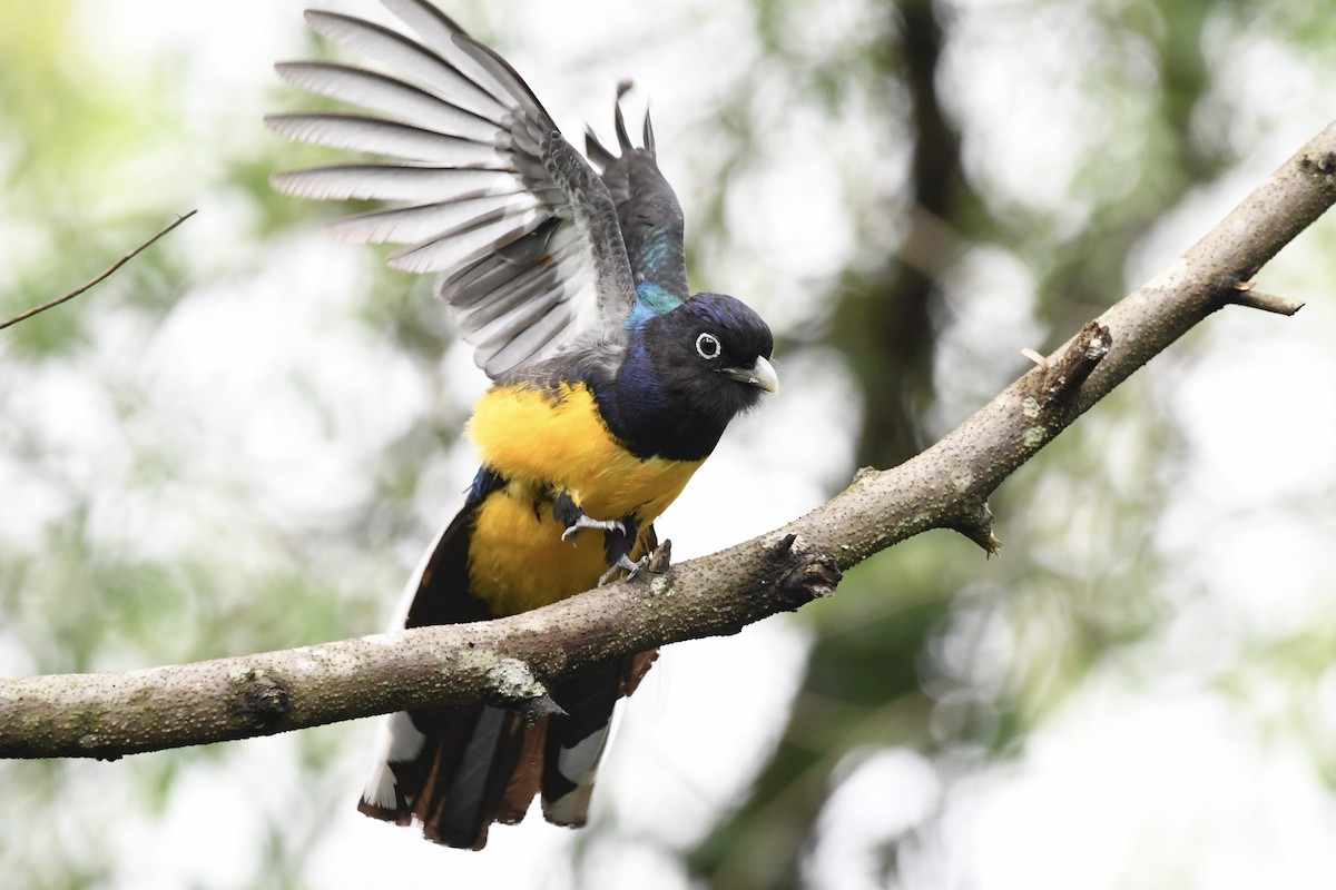 Green-backed Trogon - ML646424803