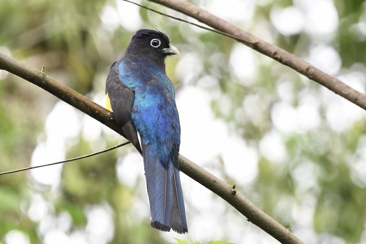 Green-backed Trogon - ML646424804