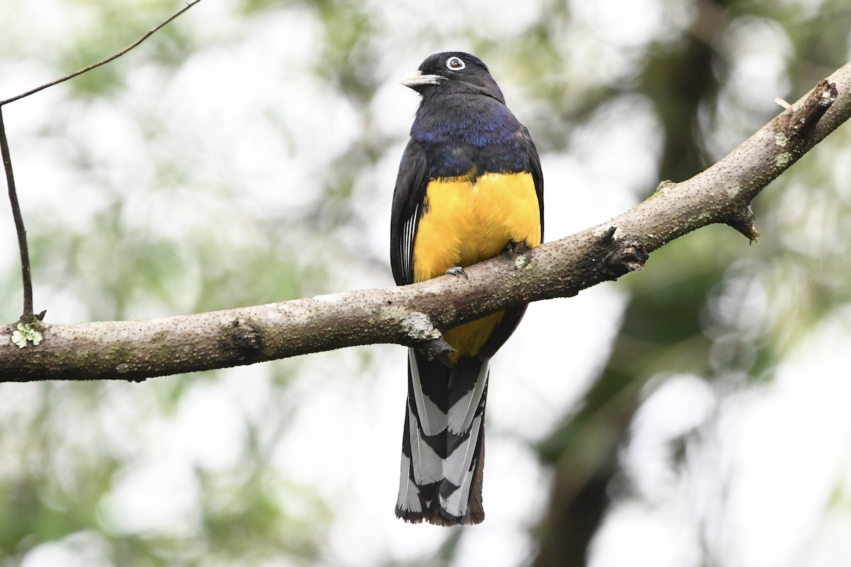 Green-backed Trogon - ML646424805