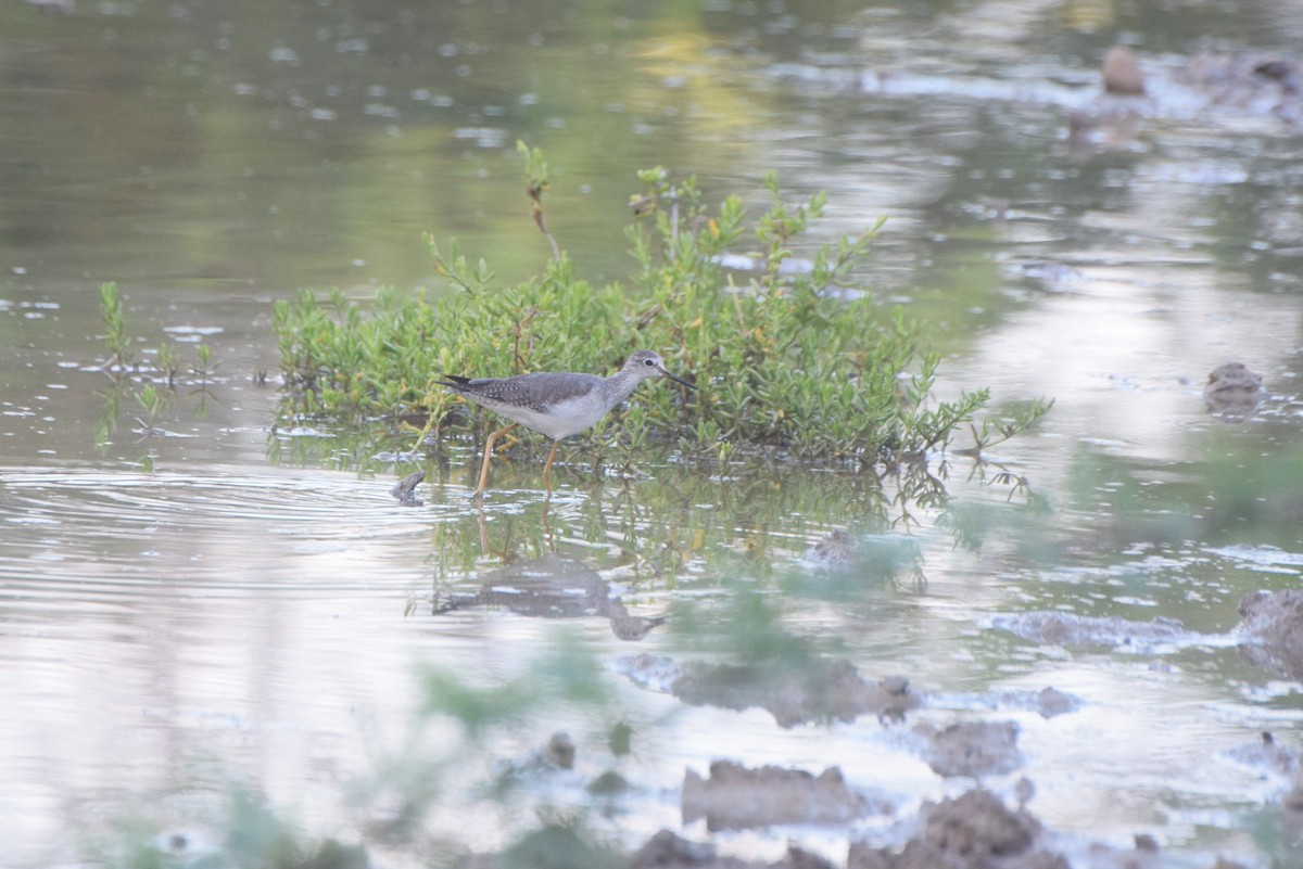 小黃腳鷸 - ML646424808