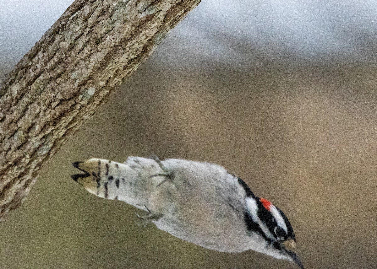 Pico Pubescente - ML646424812