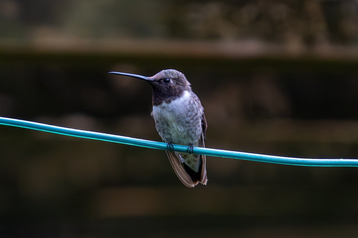 Black-chinned Hummingbird - ML646424813