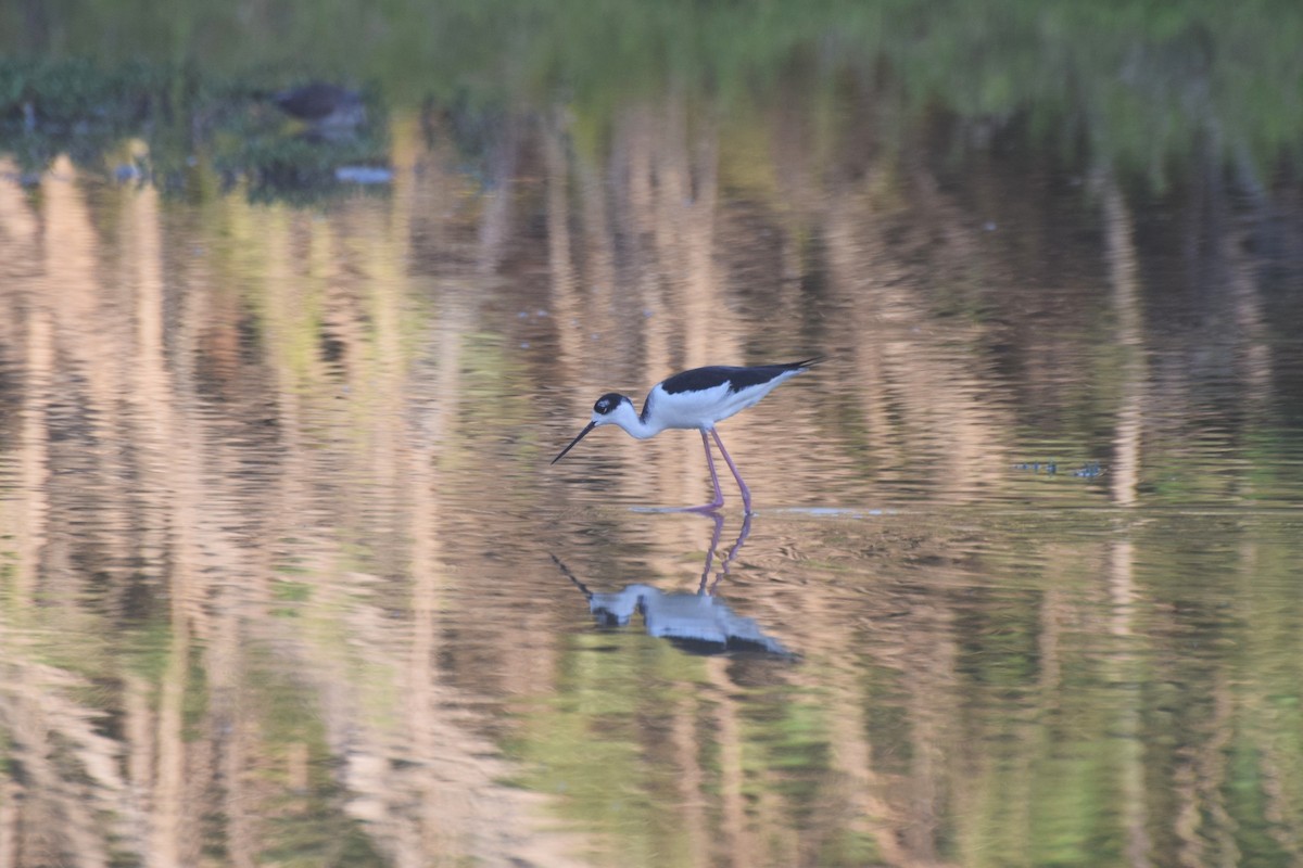 Cigüeñuela Cuellinegra - ML646424815