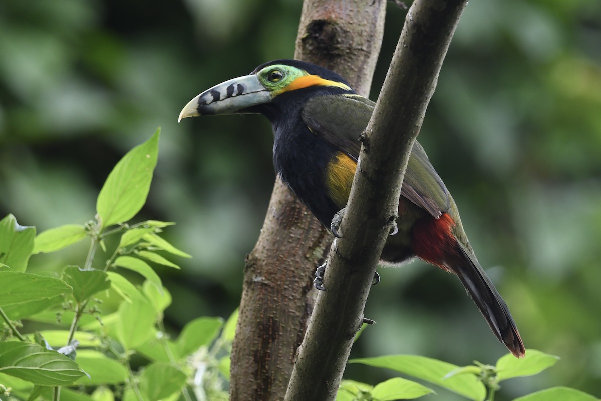 Tucanete Piquimaculado - ML646424816