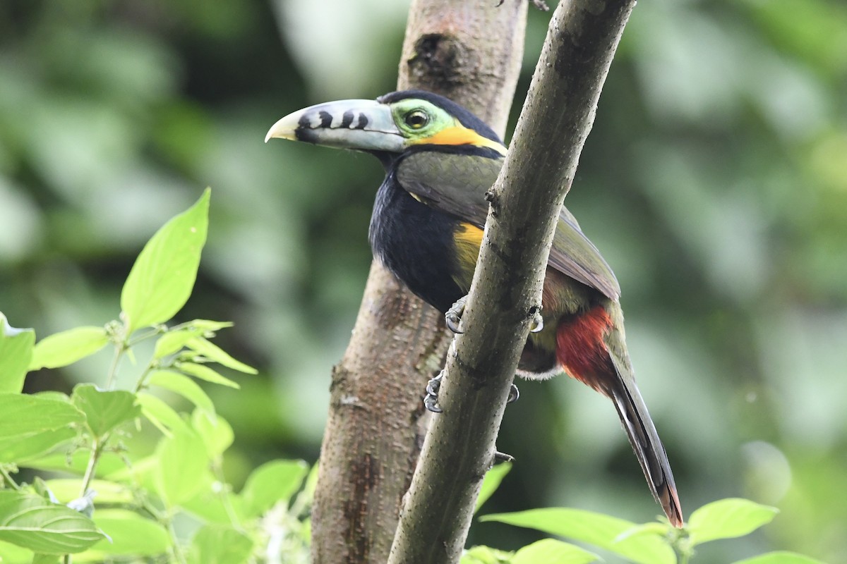 Tucanete Piquimaculado - ML646424817