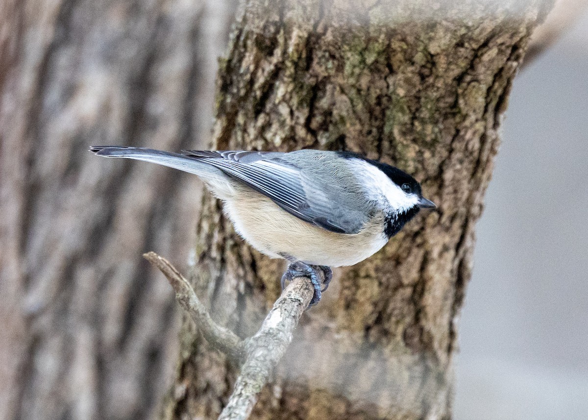 Carbonero de Carolina - ML646424821