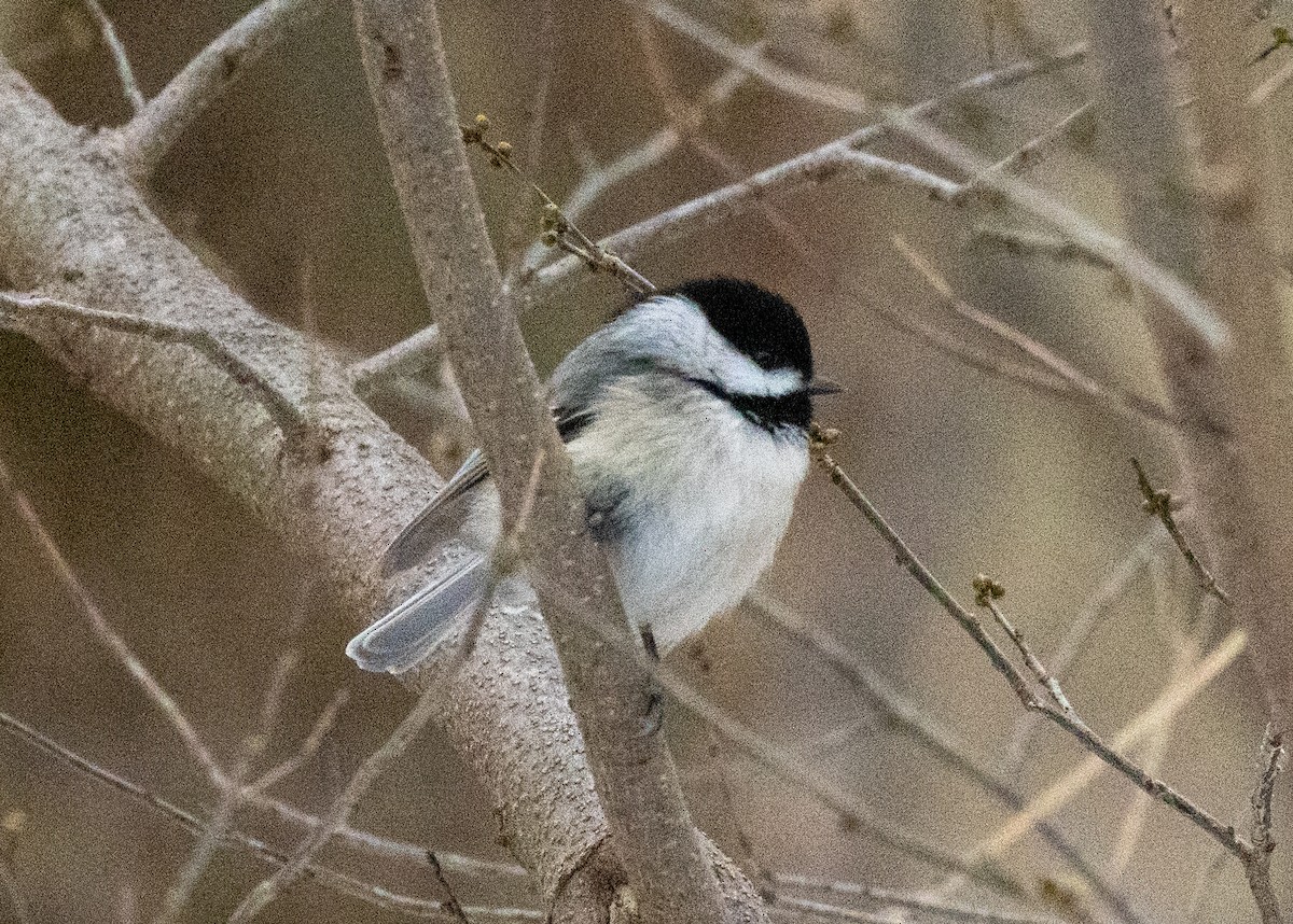 Carbonero de Carolina - ML646424822