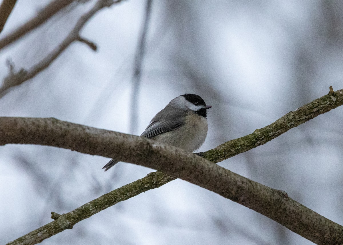 Carbonero de Carolina - ML646424823