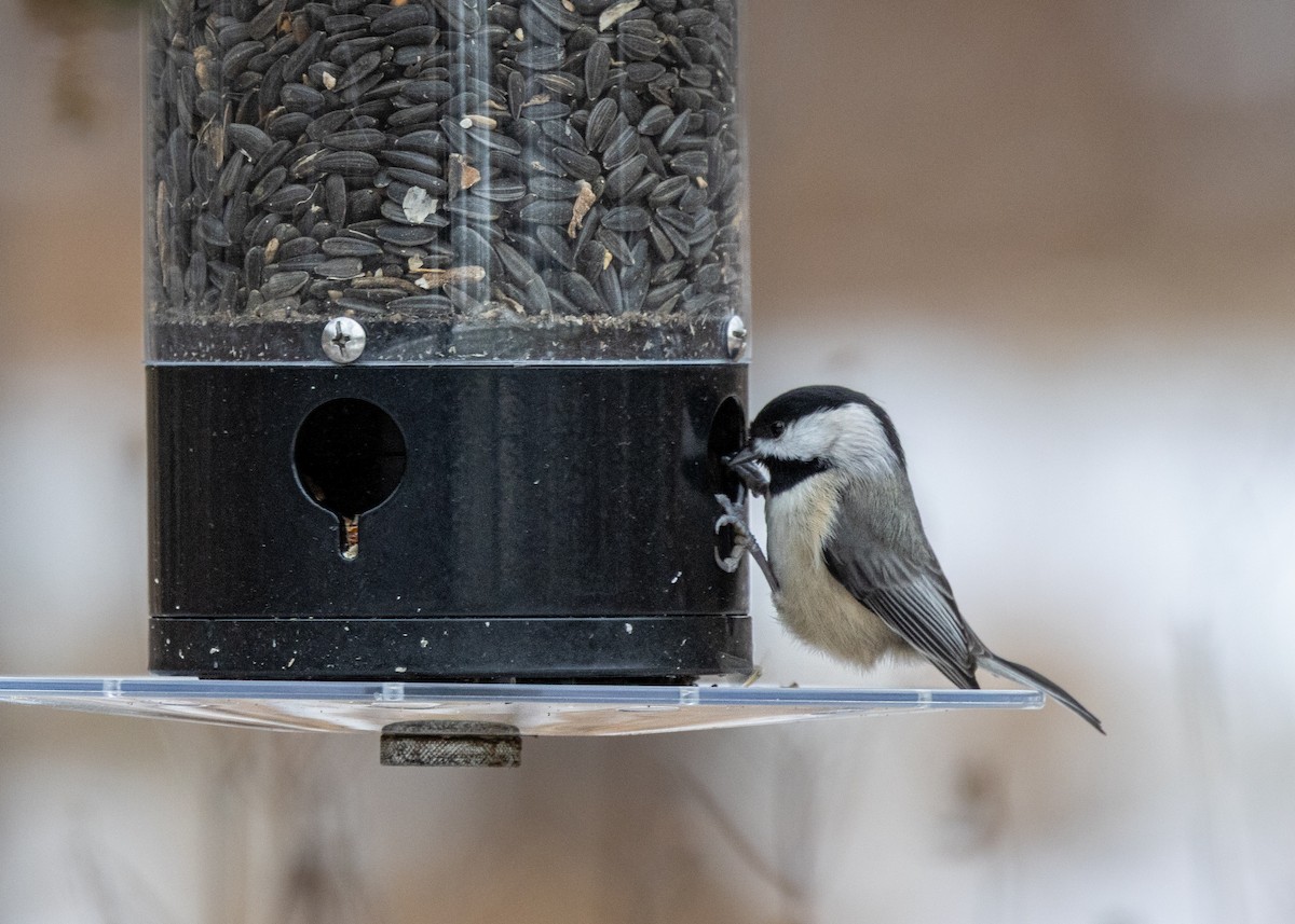 Carbonero de Carolina - ML646424824