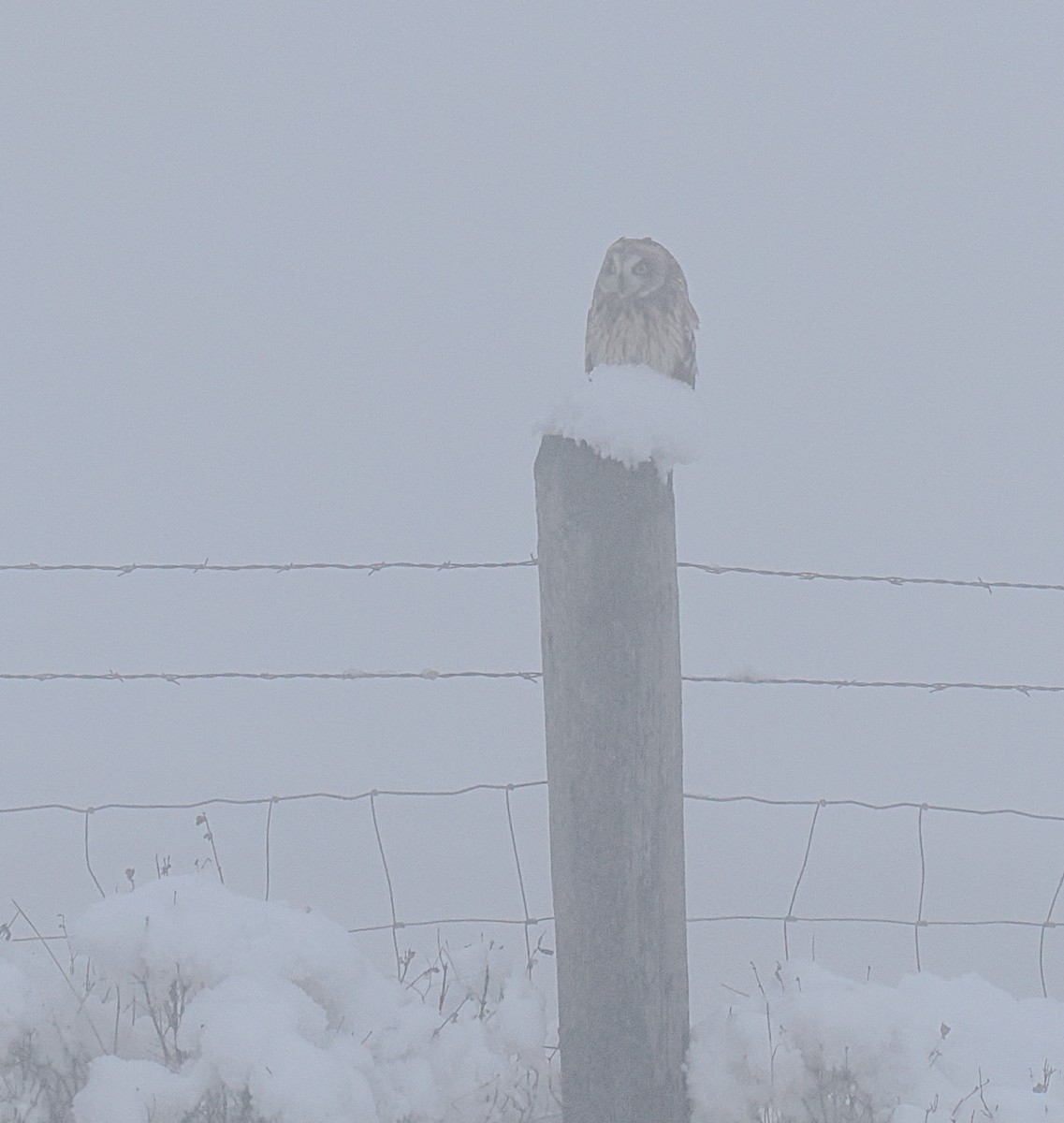 Búho Campestre - ML646424825