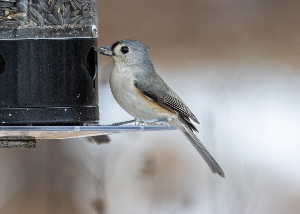Herrerillo Bicolor - ML646424826