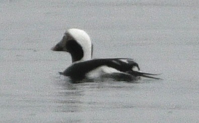 Pato Havelda - ML646424829