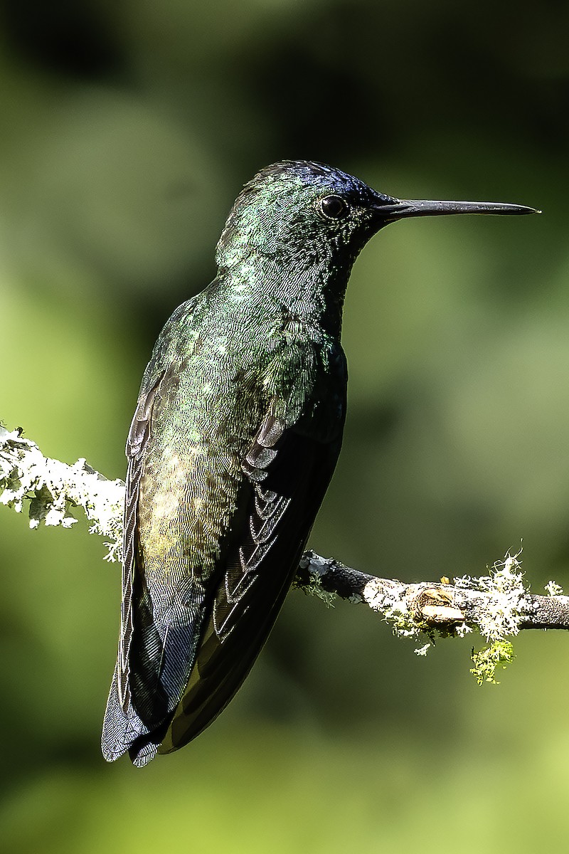 Amazilia Capiazul - ML646424831