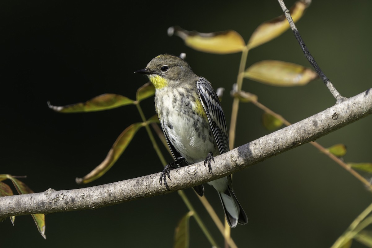Reinita Coronada (de Audubon) - ML646424832