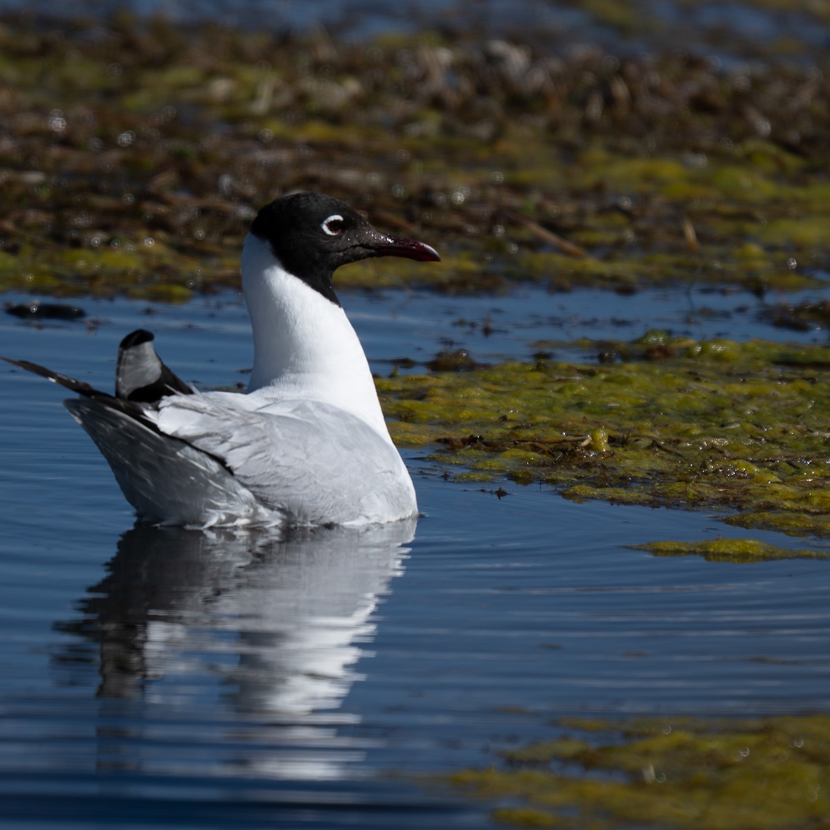 Gaviota Andina - ML646424833