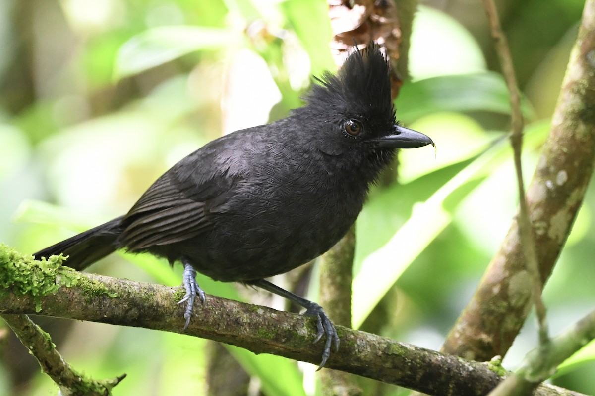 Batará Copetón - ML646424834