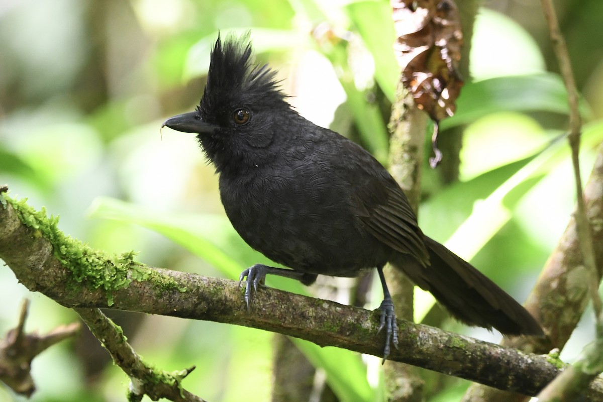 Batará Copetón - ML646424835