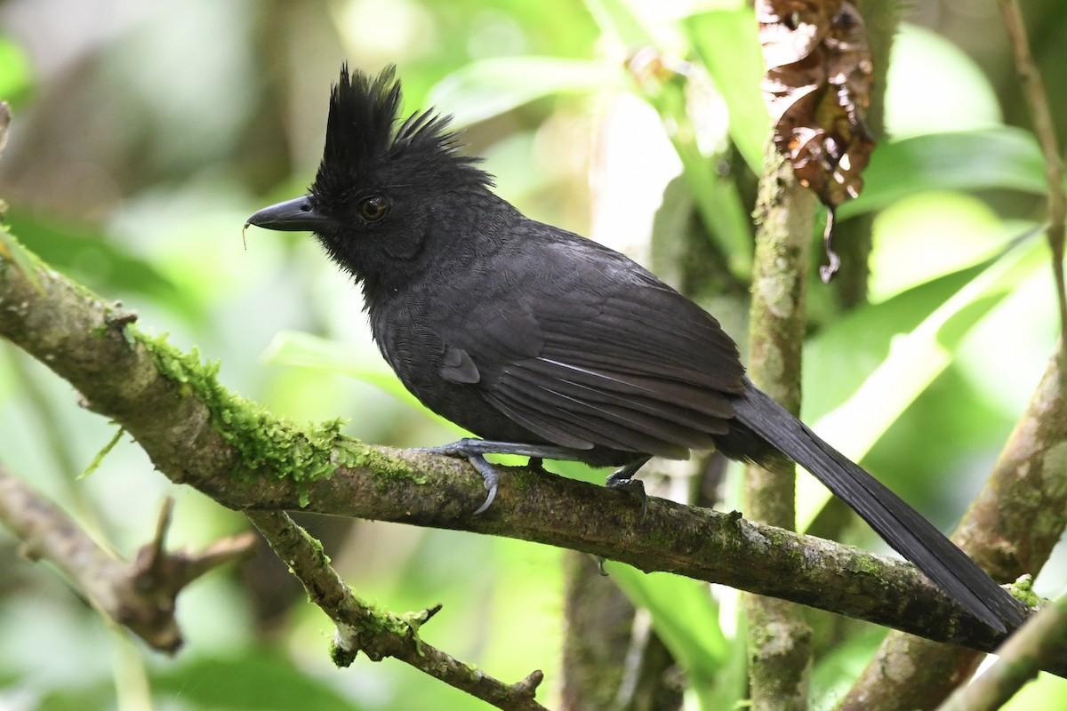 Batará Copetón - ML646424836