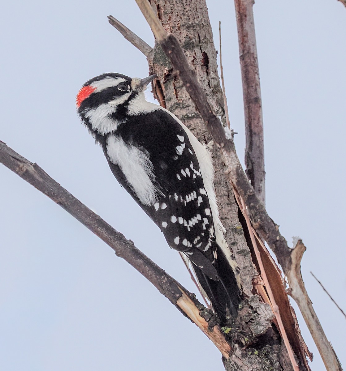 Pico Pubescente - ML646424839