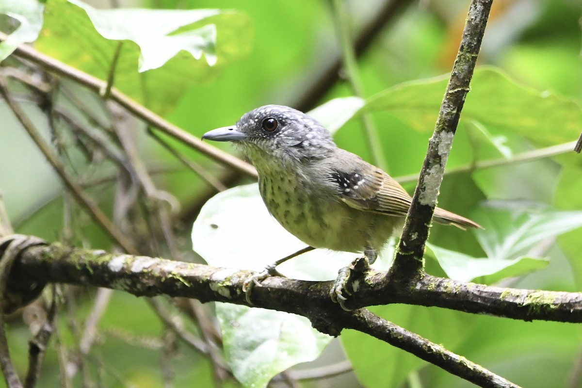 Batarito Pechipinto - ML646424840