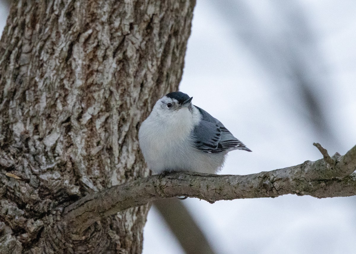 Trepador Pechiblanco - ML646424841