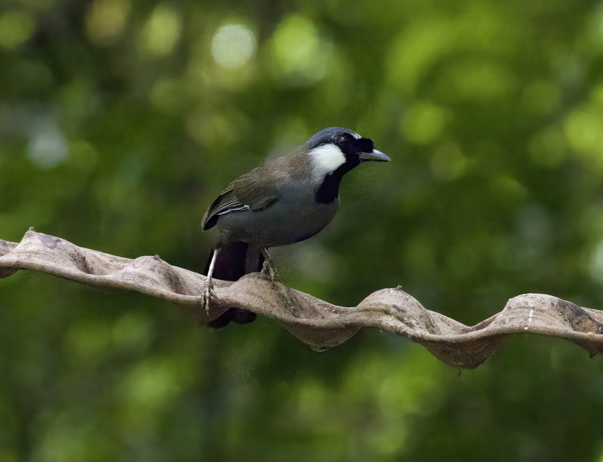 Charlatán Golinegro - ML646424842