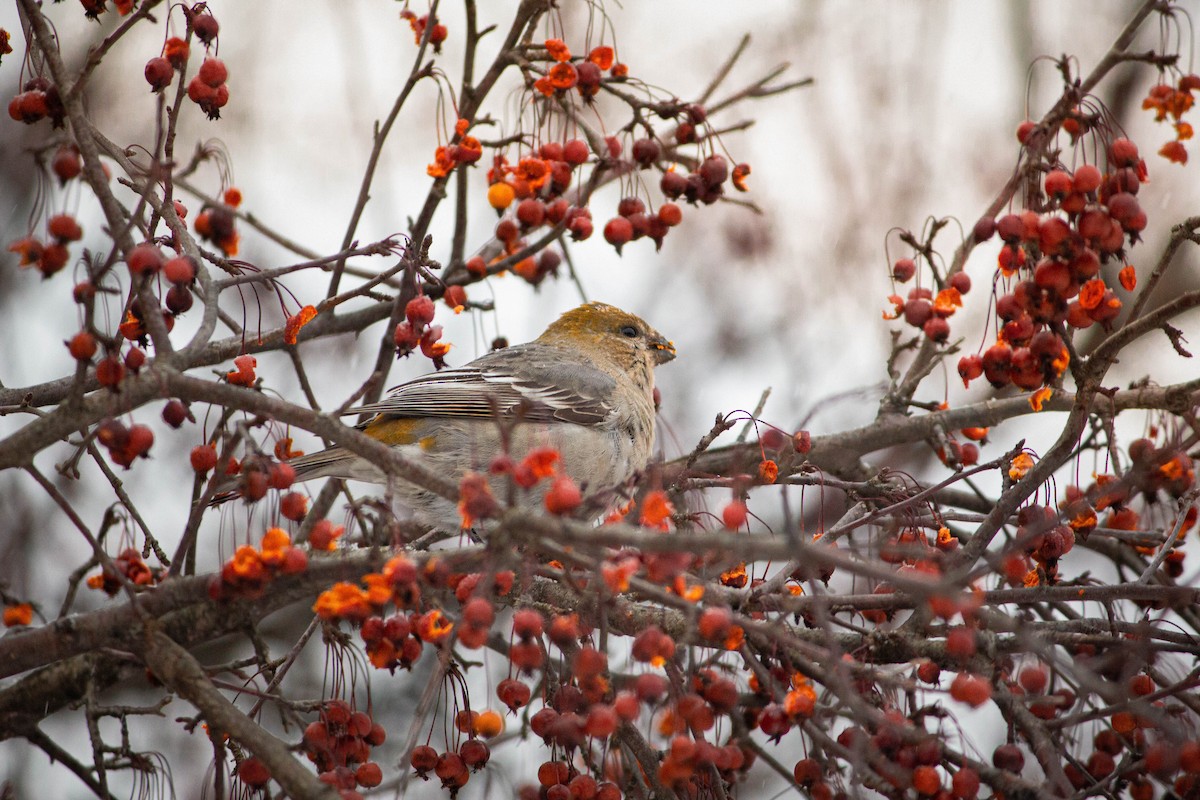 Pine Grosbeak - ML646424844