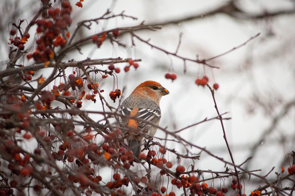 Pine Grosbeak - ML646424845