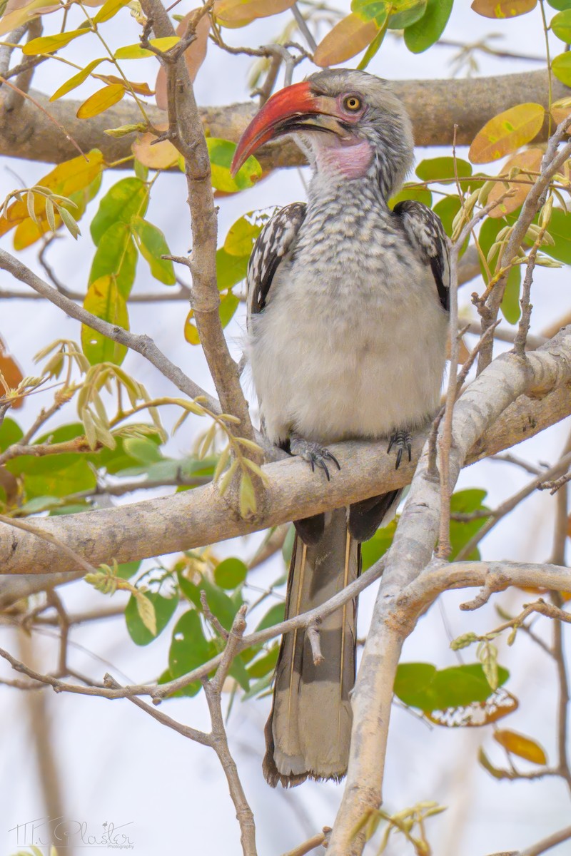 zoborožec jižní - ML646424847