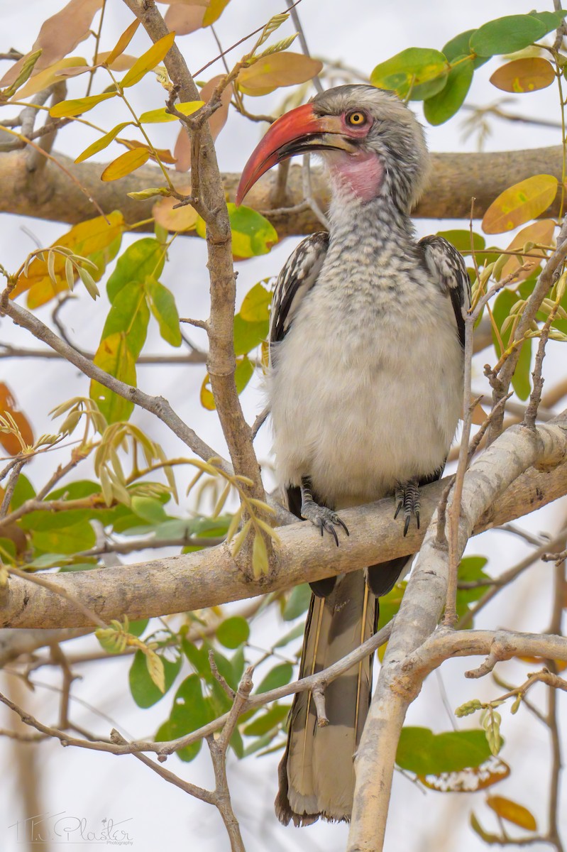 zoborožec jižní - ML646424848