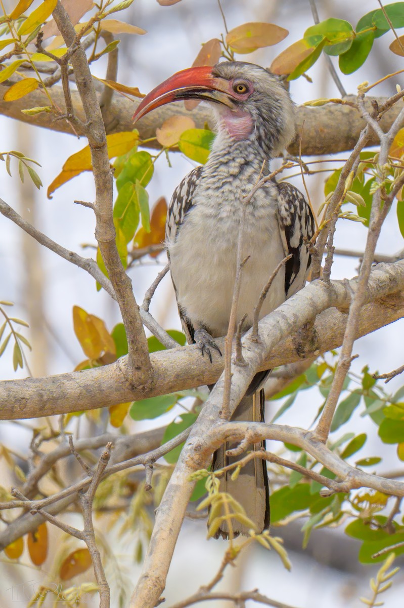 zoborožec jižní - ML646424849