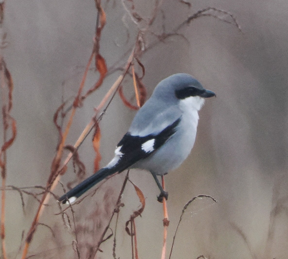 Alcaudón Americano - ML646424850